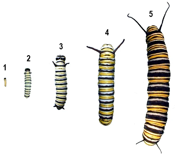 Illustration of Monarch caterpillar instar stages 1 through 5, showing proportional growth between each stage but not actual size.