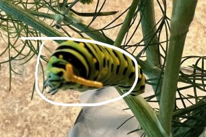 Sub Image 2