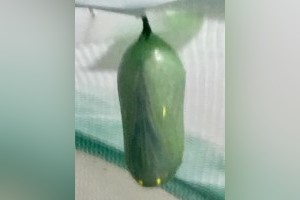 Sub Image 1