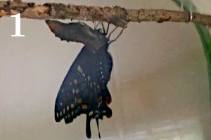 Sub Image 1
