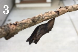 Sub Image 3