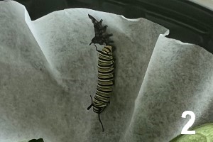 Sub Image 2