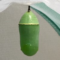 Monarch chrysalis