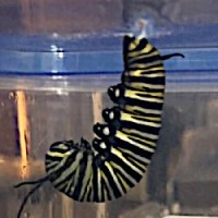 Monarch caterpillar in J-position