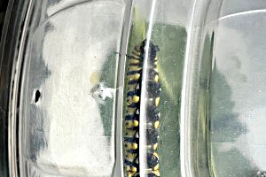 Sub Image 1