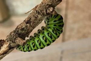 Sub Image 1