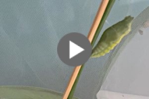 Sub Image 3