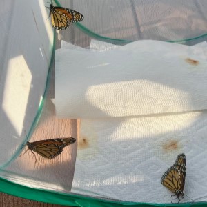 Sub Image 1