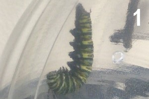Sub Image 1