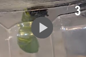 Sub Image 3