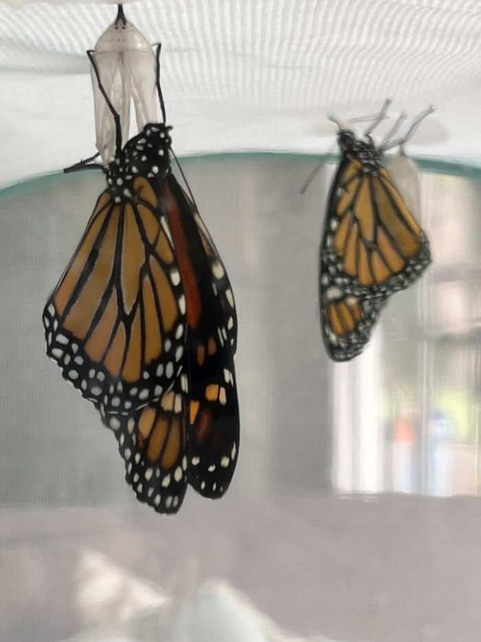 Two newly emerged monarch butterflies hang upside down from their empty chrysalises inside a mesh enclosure.