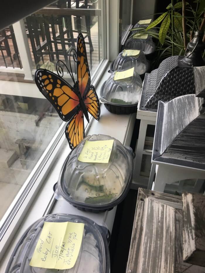 My bay window with a row of clear plastic containers along the bottom sill - each containing a caterpillar and milkweed leaves.