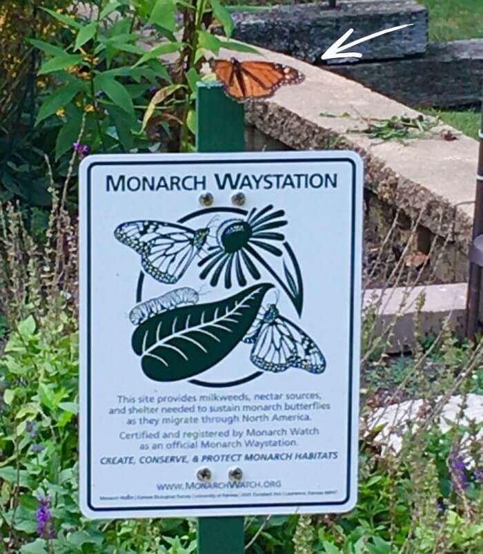 A Monarch butterfly rests atop a Monarch Waystation sign. The sign details the purpose of the waystation, which is to aid and support migrating monarch butterflies.