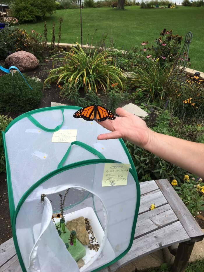 A monarch butterfly perches on my hand, preparing for its first flight. 