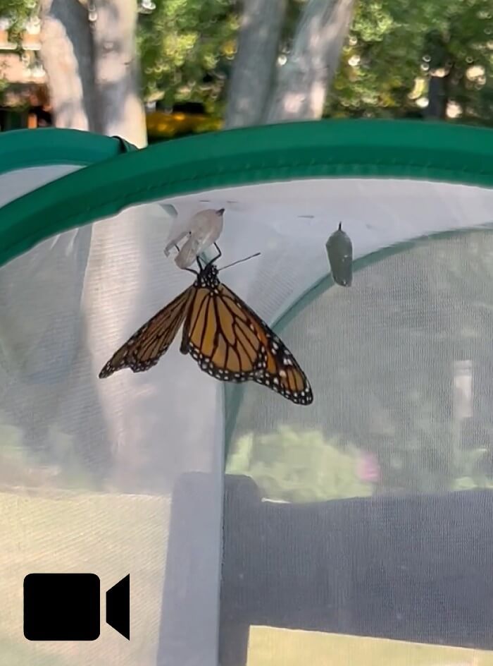 A newly emerged monarch butterfly clings to its chrysalis as it exercises its wings.