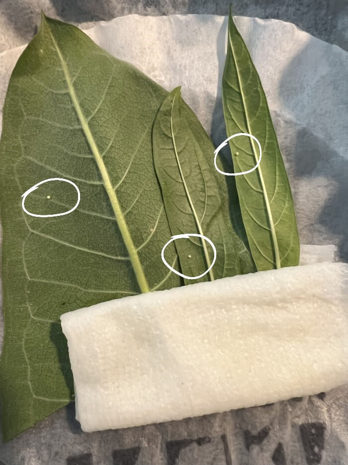 Small monarch butterfly eggs are visible on the green milkweed leaves shown here.