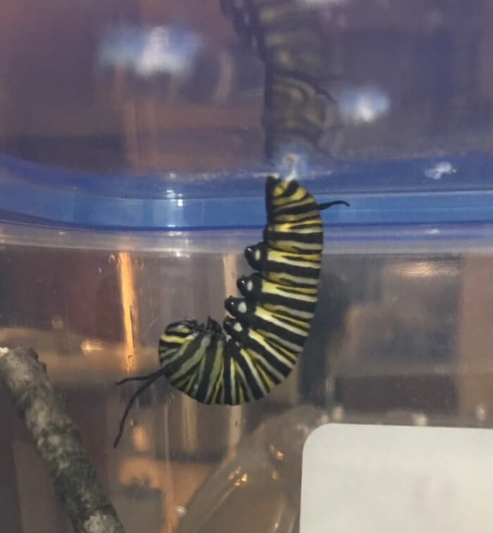 A monarch caterpillar hangs upside down in a J-pose from the lid of it's plastic rearing container.